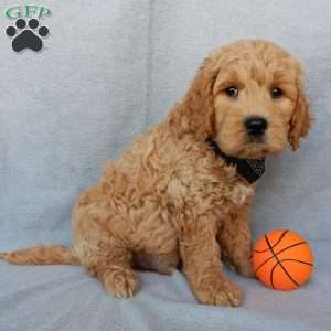 Cosmo-Medium, Goldendoodle Puppy